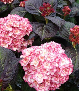Hydrangea macrophylla 'You & Me Miss Saori'®